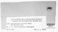 Ophiodothella angustissima image